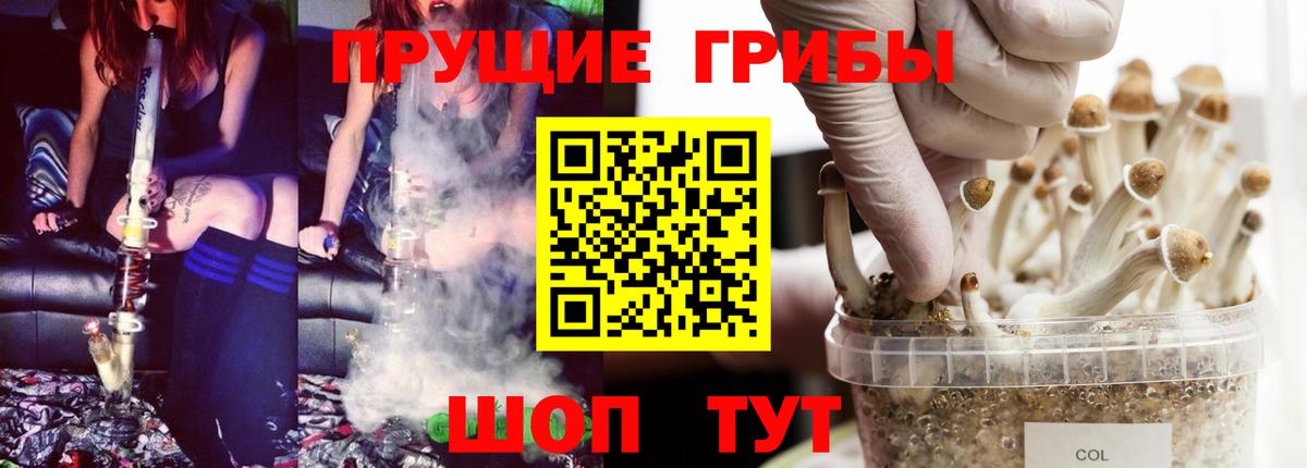 Северодвинск  Галлюциногенные грибы Psilocybe  Вход с VPN 